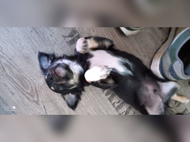 Reinrassige Langhaar - Chihuahua - Welpen abzugeben, sehr verspielt und verkuschelt!