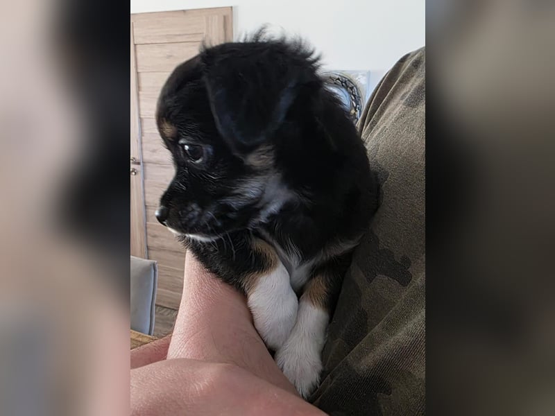 Reinrassige Langhaar - Chihuahua - Welpen abzugeben, sehr verspielt und verkuschelt!