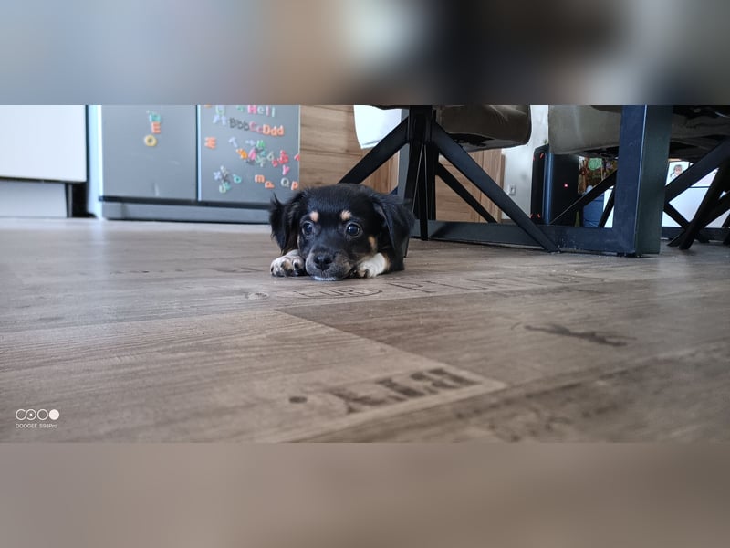 Reinrassige Langhaar - Chihuahua - Welpen abzugeben, sehr verspielt und verkuschelt!