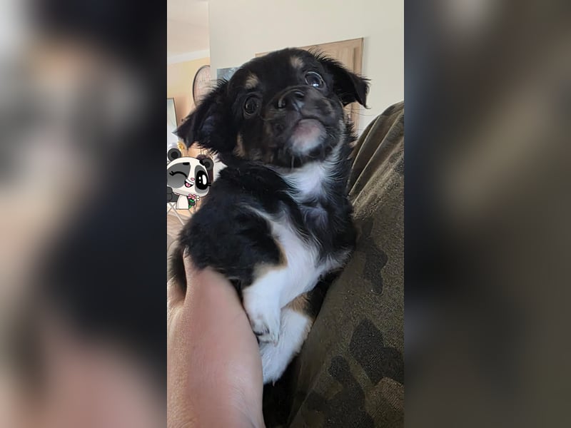 Reinrassige Langhaar - Chihuahua - Welpen abzugeben, sehr verspielt und verkuschelt!