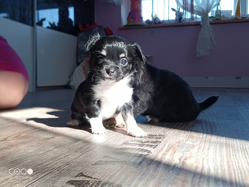 Reinrassige Langhaar - Chihuahua - Welpen abzugeben, sehr verspielt und verkuschelt!