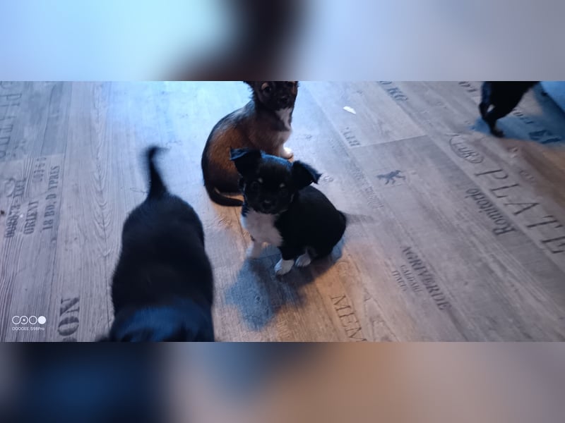 Reinrassige Langhaar - Chihuahua - Welpen abzugeben, sehr verspielt und verkuschelt!
