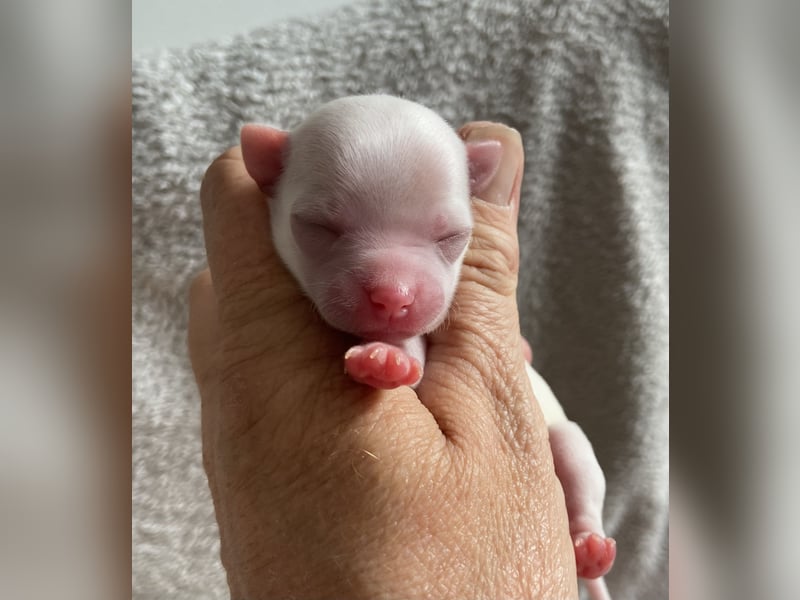 Süße Langhaar Chihuahuas aus seriöser Zucht