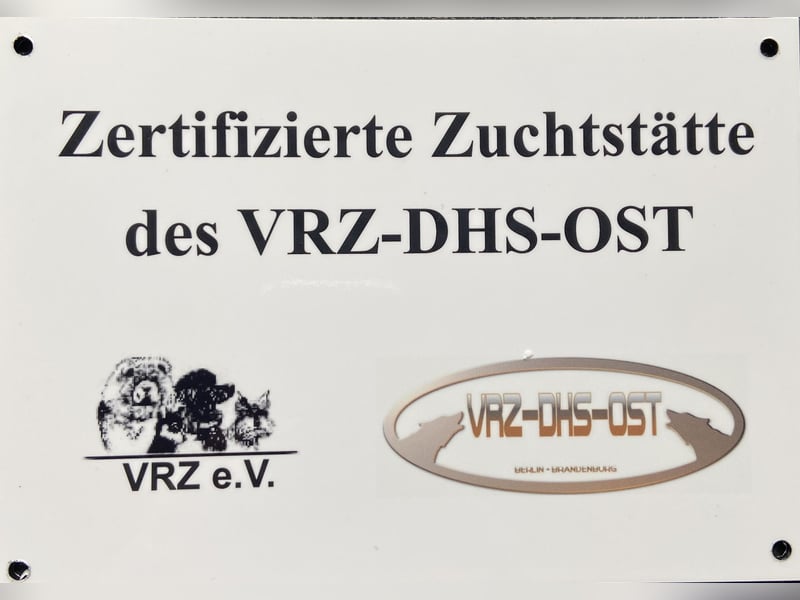 Süße Langhaar Chihuahuas aus seriöser Zucht