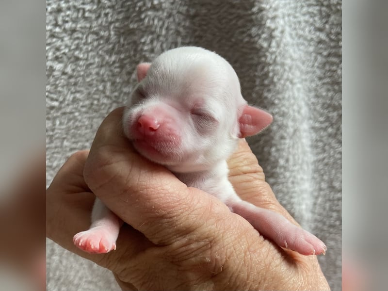 Süße Langhaar Chihuahuas aus seriöser Zucht