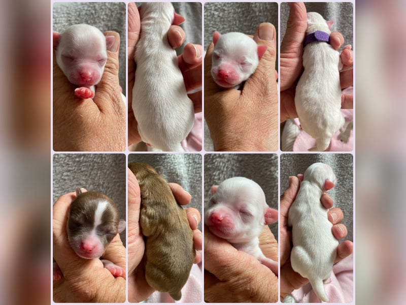 Süße Langhaar Chihuahuas aus seriöser Zucht