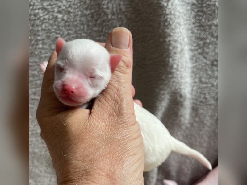 Süße Langhaar Chihuahuas aus seriöser Zucht