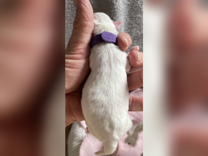 Süße Langhaar Chihuahuas aus seriöser Zucht