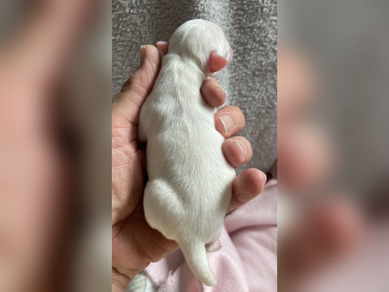 Süße Langhaar Chihuahuas aus seriöser Zucht