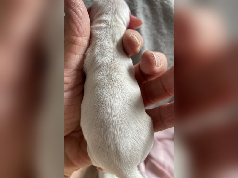 Süße Langhaar Chihuahuas aus seriöser Zucht