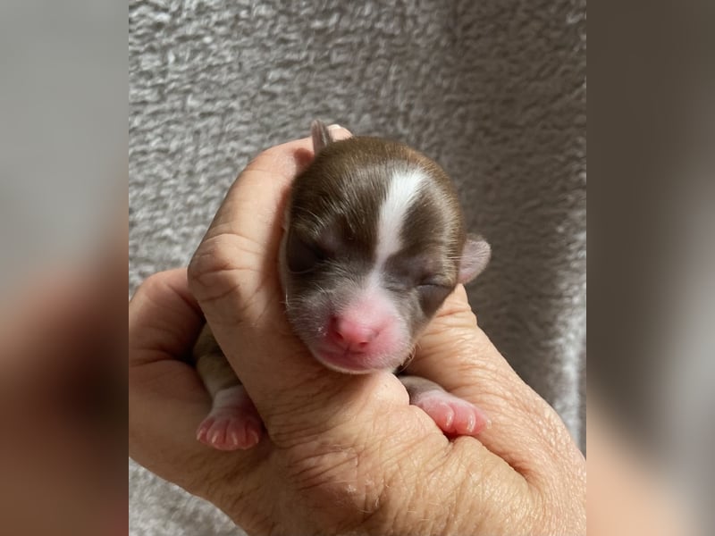 Süße Langhaar Chihuahuas aus seriöser Zucht