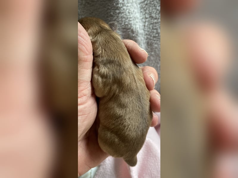 Süße Langhaar Chihuahuas aus seriöser Zucht