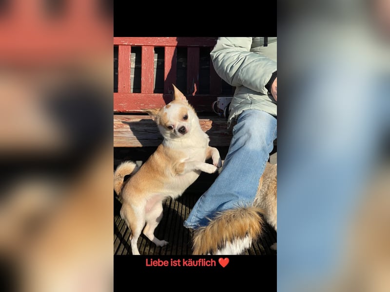 Wurfankündigung Chihuahua papillion mix
