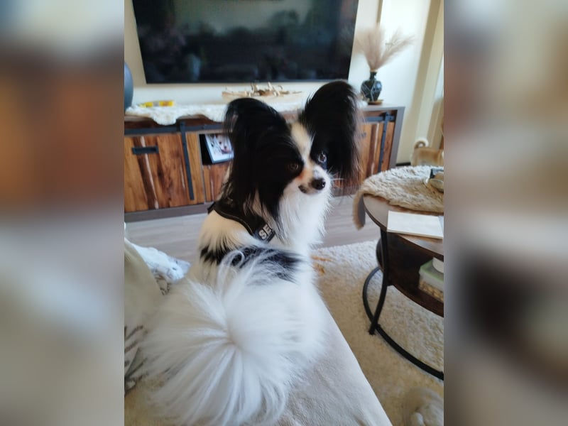 Wurfankündigung Chihuahua papillion mix