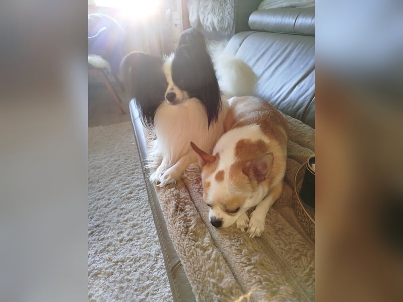 Wurfankündigung Chihuahua papillion mix