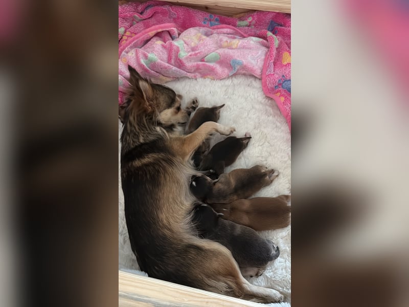 Chihuahua Welpen