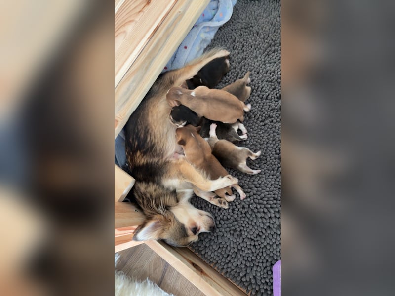 Chihuahua Welpen