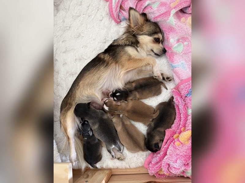 Chihuahua Welpen