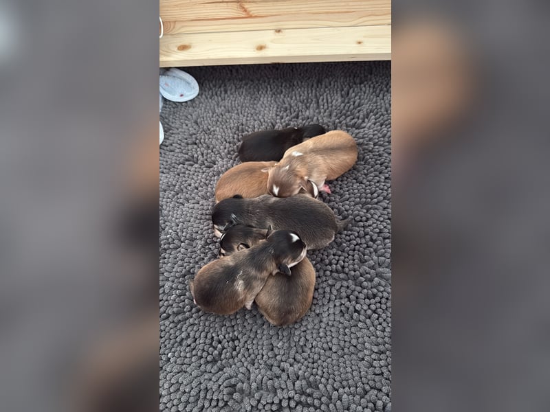 Chihuahua Welpen