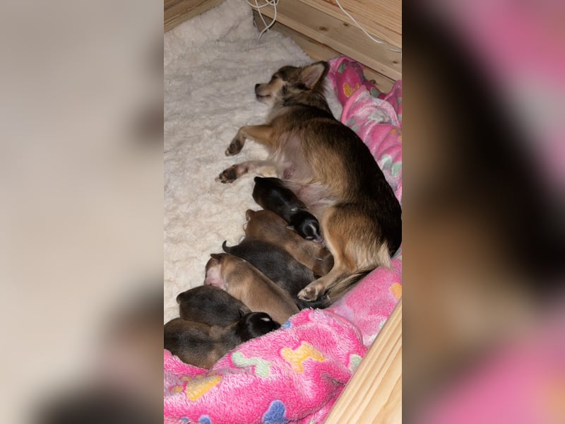 Chihuahua Welpen
