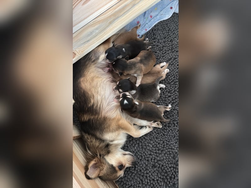 Chihuahua Welpen