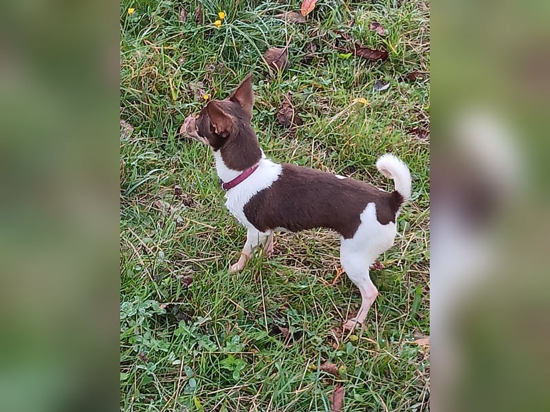 4 süße Chihuahuas suchen ein neues Frauchen und/oder Herrchen