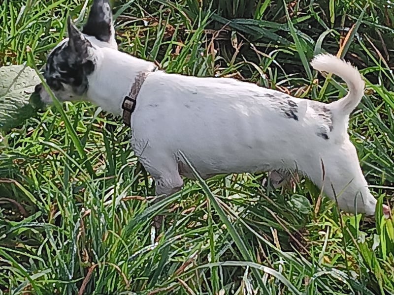 4 süße Chihuahuas suchen ein neues Frauchen und/oder Herrchen