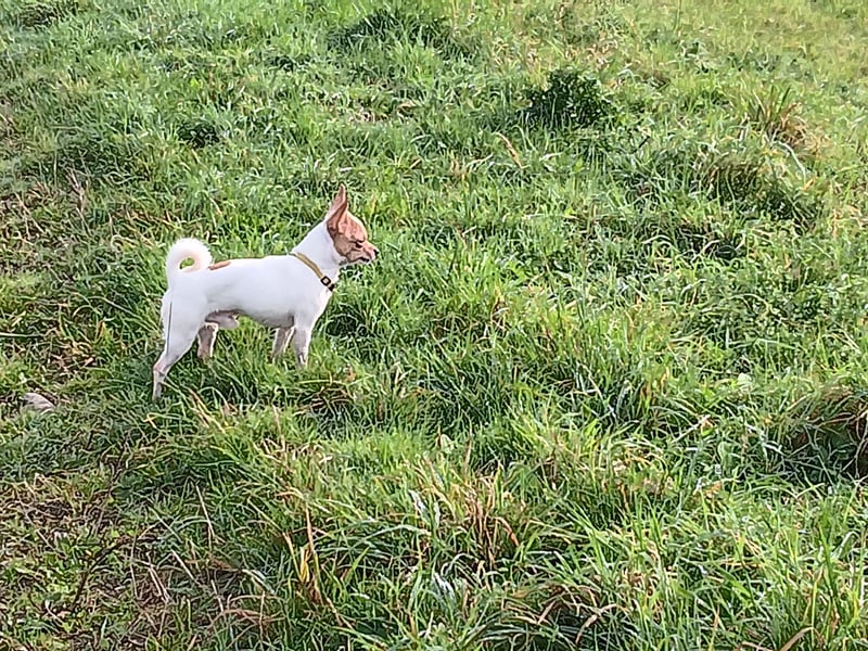 4 süße Chihuahuas suchen ein neues Frauchen und/oder Herrchen