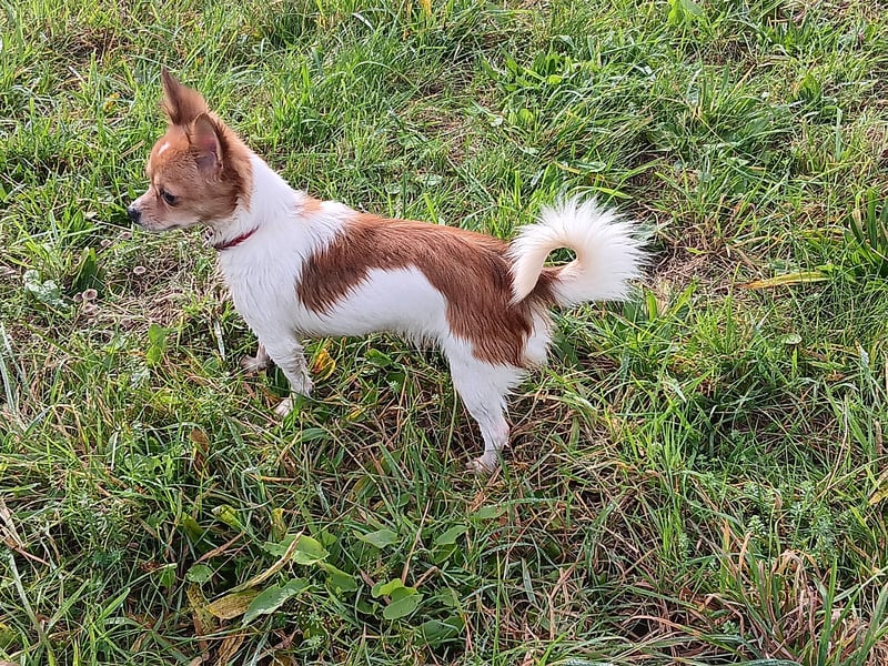4 süße Chihuahuas suchen ein neues Frauchen und/oder Herrchen