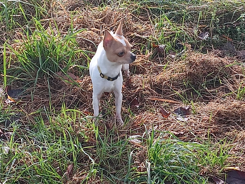 4 süße Chihuahuas suchen ein neues Frauchen und/oder Herrchen