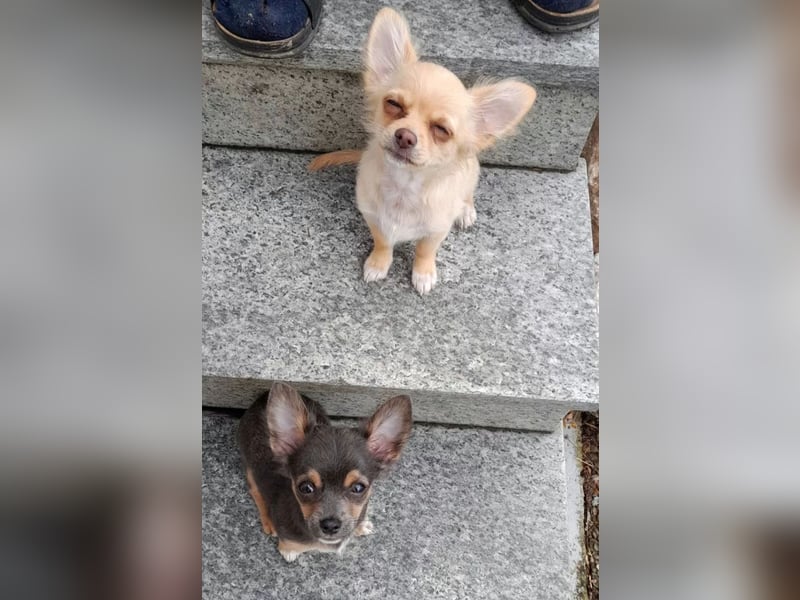 Chihuahua Welpen reinrassig langhaar