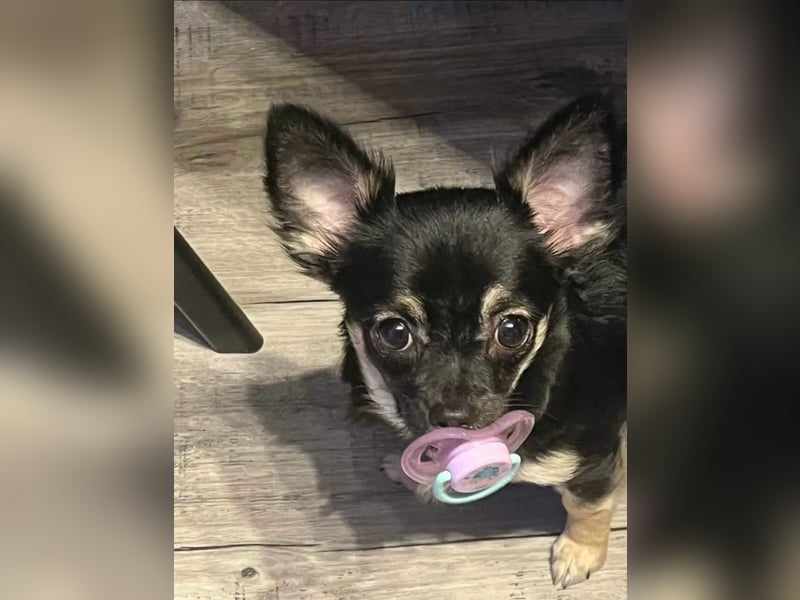 Chihuahua Welpen reinrassig langhaar