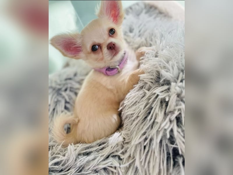 Chihuahua Welpen reinrassig langhaar