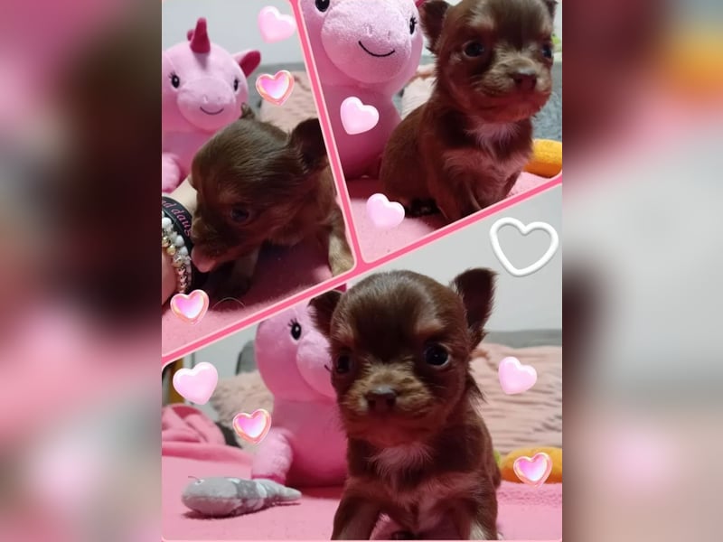 Chihuahua Welpen reinrassig langhaar