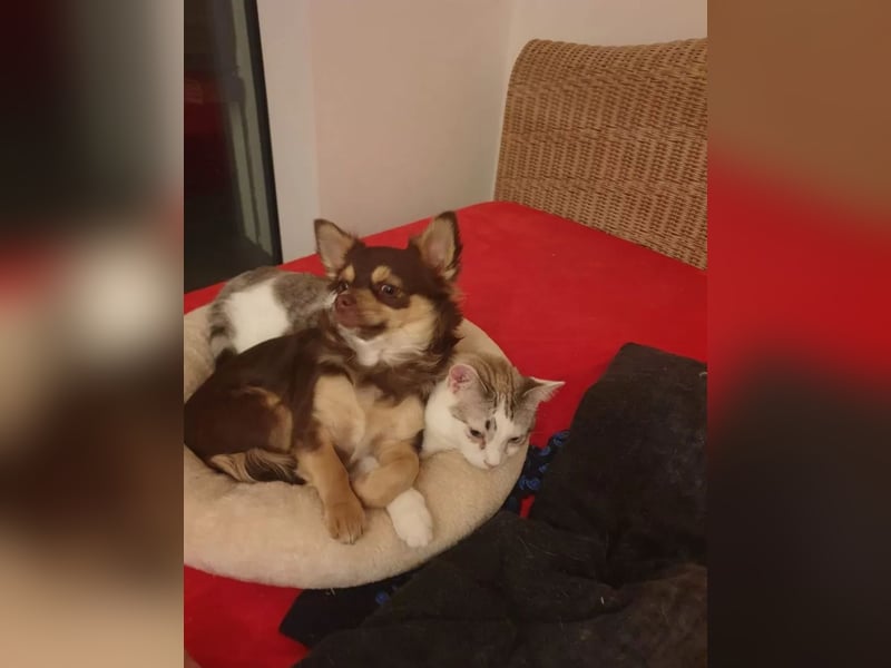 Chihuahua Welpen reinrassig langhaar
