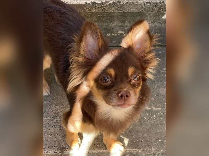 Chihuahua Welpen reinrassig langhaar