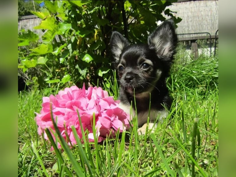 Chihuahua Welpen reinrassig langhaar