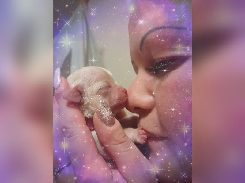 Chihuahua Welpen reinrassig langhaar
