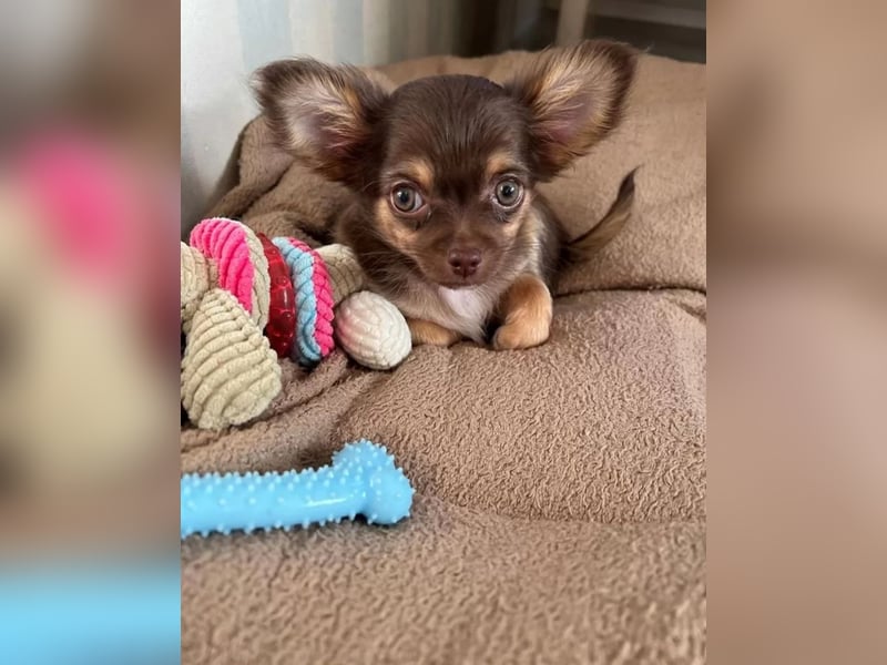 Chihuahua Welpen reinrassig langhaar