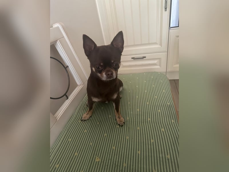 Chihuahua Rüde