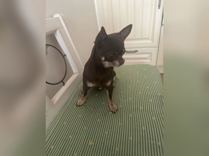 Chihuahua Rüde