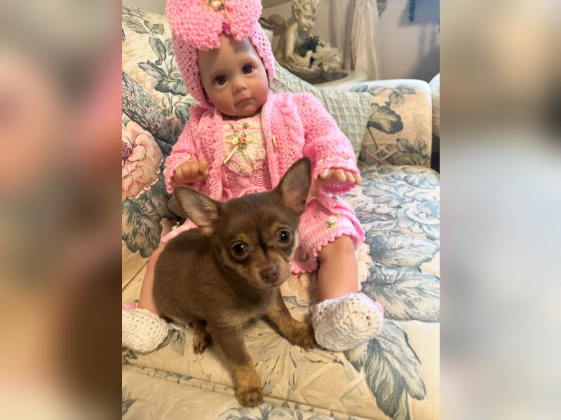 Chihuahua Welpen