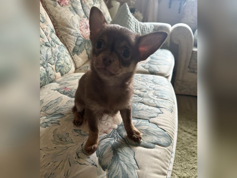 Chihuahua Welpen