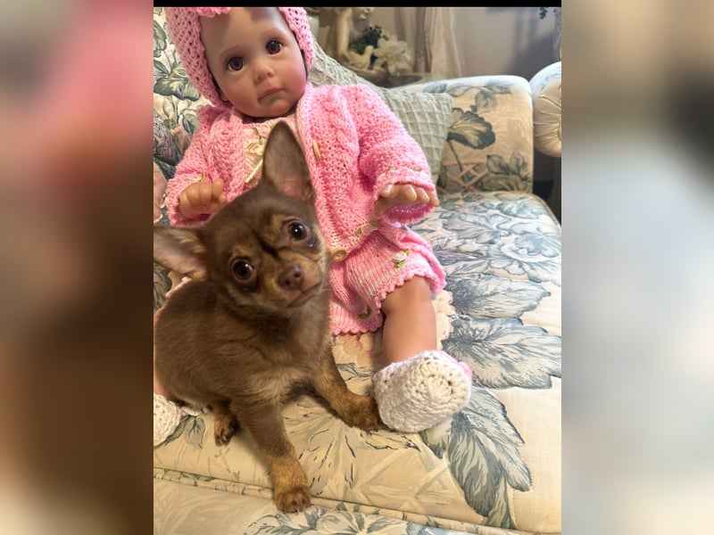 Chihuahua Welpen