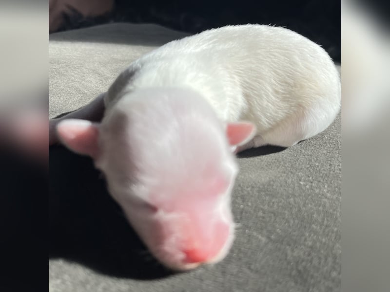 Chinese Crested Powderpuff Hündin