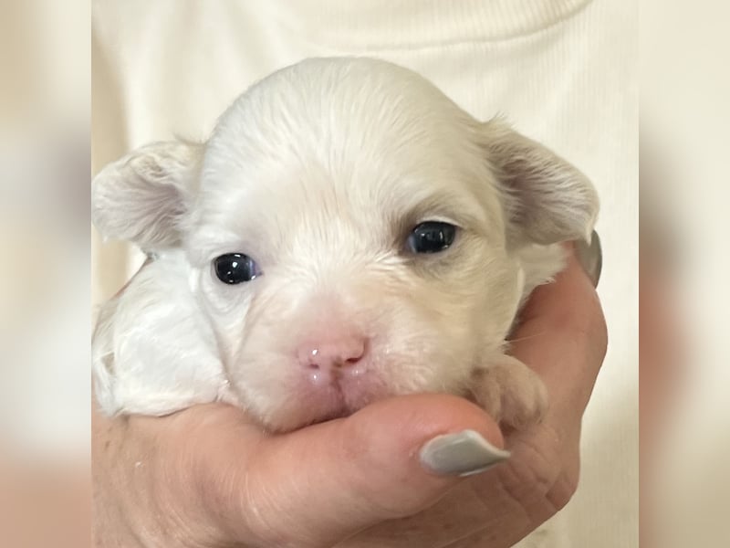 Chinese Crested Powderpuff Hündin