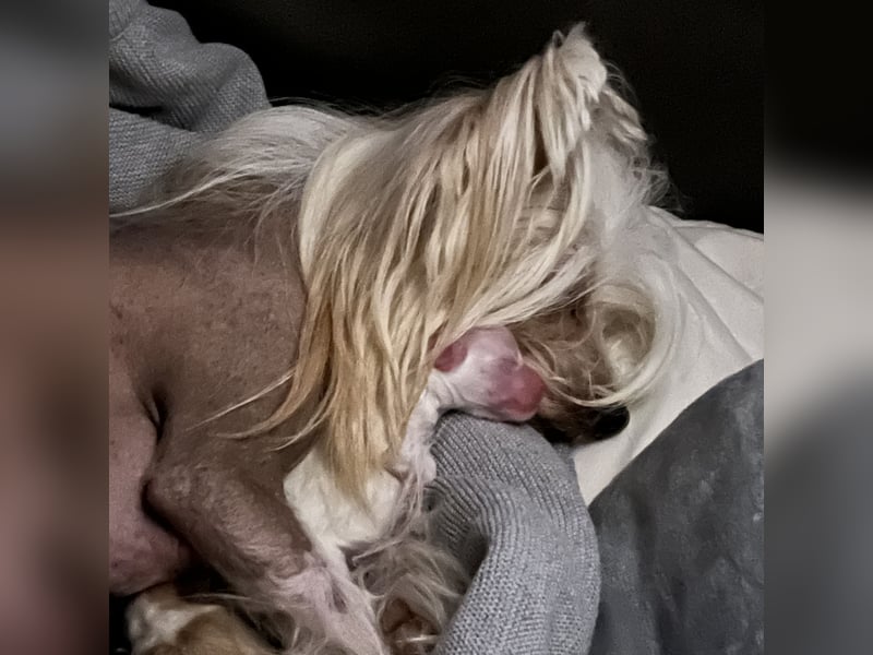 Chinese Crested Powderpuff Hündin