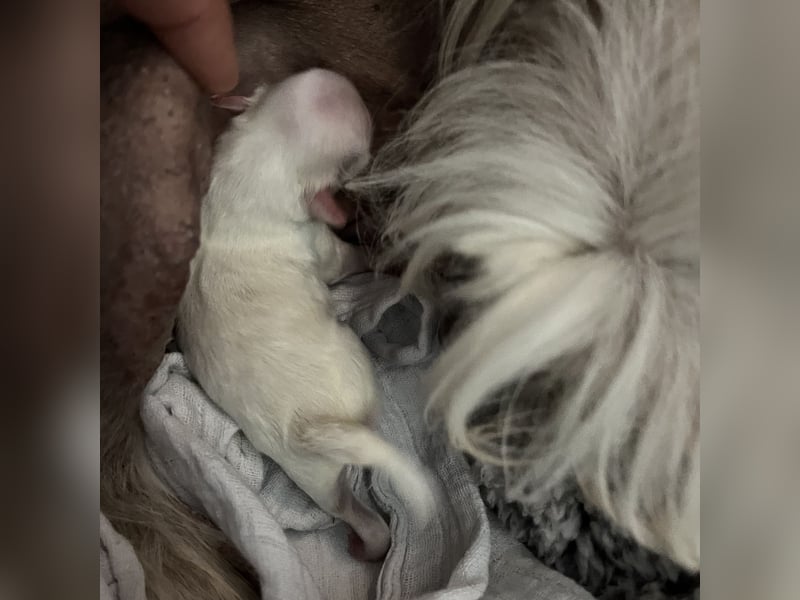 Chinese Crested Powderpuff Hündin