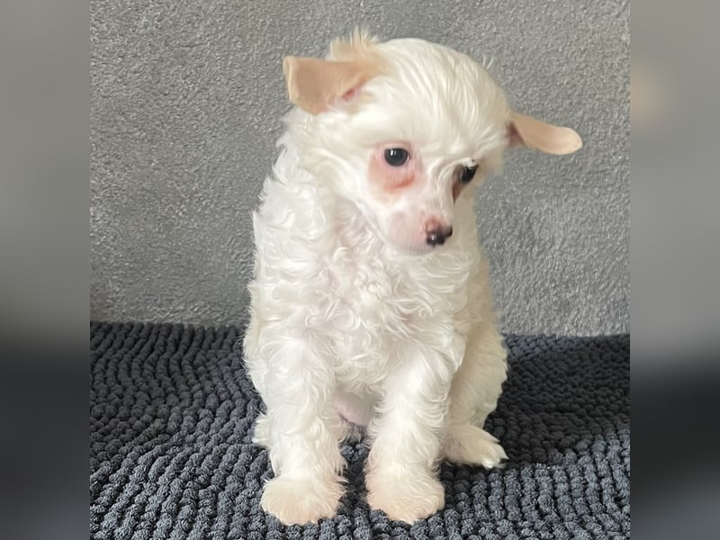 Chinese Crested Powderpuff Hündin