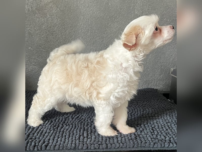 Chinese Crested Powderpuff Hündin